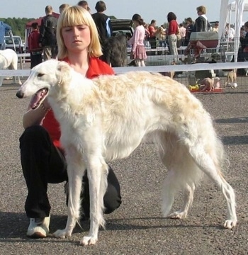 BEZCENNAJA greitoji strele the Borzoi being posed by a girl at a dog event